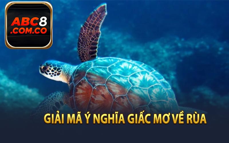Giải mã ý nghĩa giấc mơ về rùa