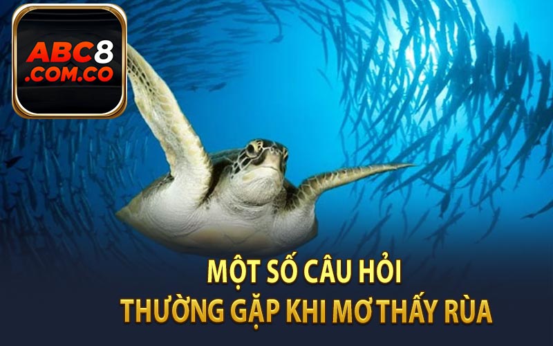 Một số câu hỏi thường gặp khi mơ thấy rùa