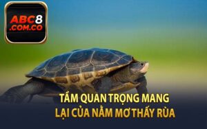 Tầm Quan Trọng Mang Lại Của Nằm Mơ Thấy Rùa