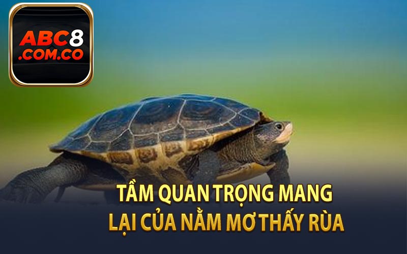 Tầm Quan Trọng Mang Lại Của Nằm Mơ Thấy Rùa